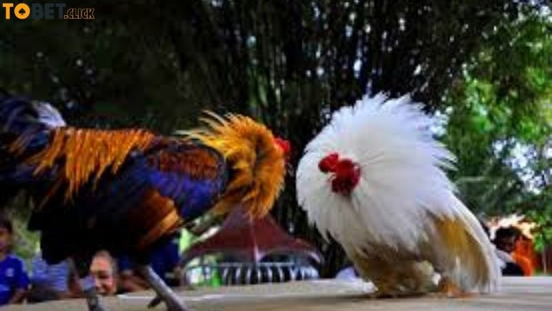 Đá Gà Ao Làng - Giải Đấu Đặc Sắc & Luật Chơi Chi Tiết 2 da-ga-ao-lang-tobet-diem-khac-biet-so-voi-dau-truong-quoc-te
