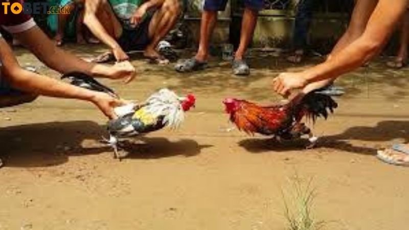 Đá Gà Ao Làng - Giải Đấu Đặc Sắc & Luật Chơi Chi Tiết 3 da-ga-ao-lang-tobet-nguoi-choi-nhan-xet-ve-do-hap-dan