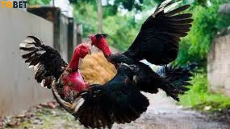 Đá Gà Ao Làng - Giải Đấu Đặc Sắc & Luật Chơi Chi Tiết 4 da-ga-ao-lang-tobet-bi-quyet-chon-ga-chuan-giup-ban-khong-bao-gio-thua